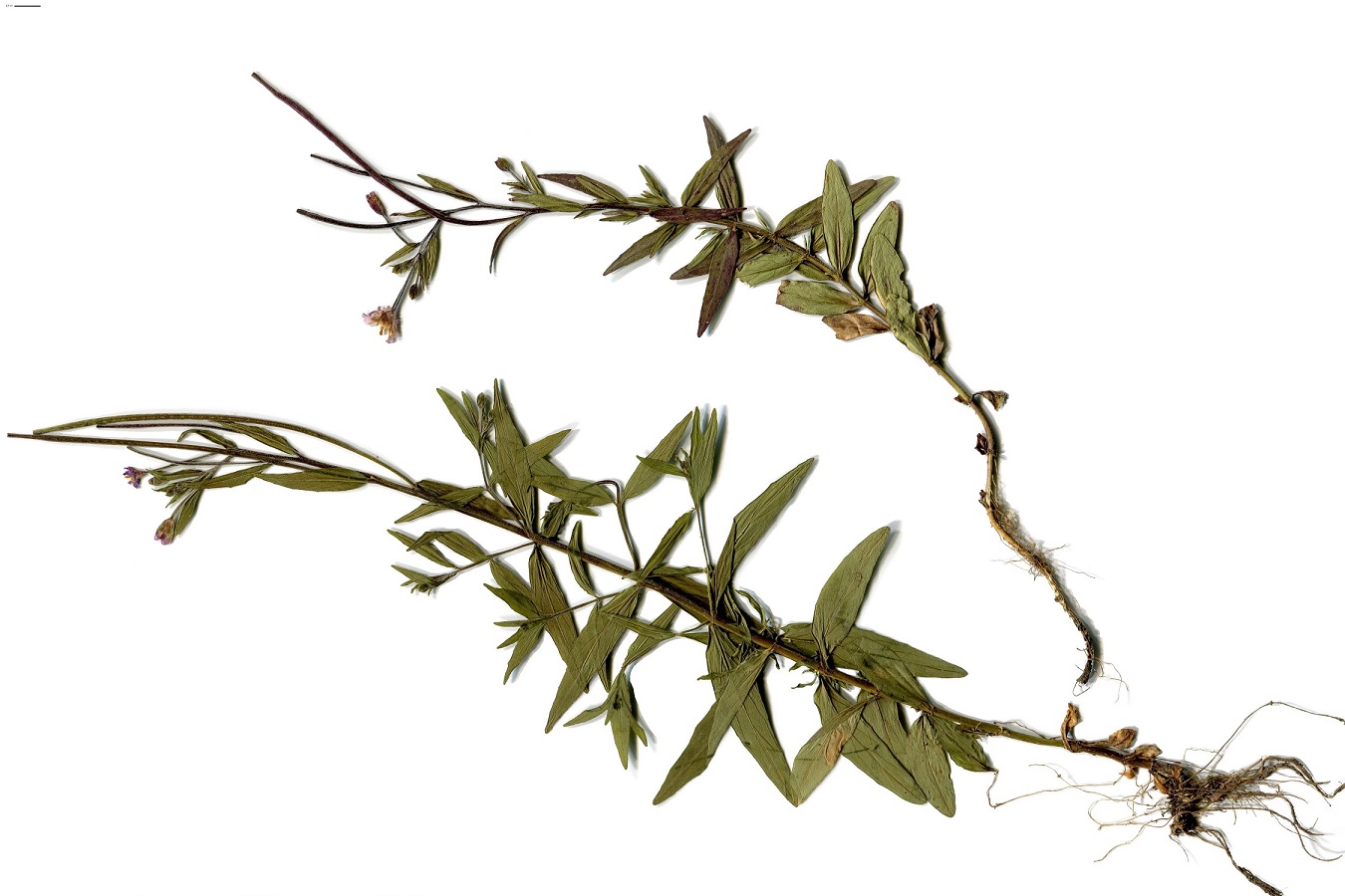 Epilobium obscurum (Onagraceae)